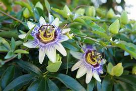 Passiflora Biru