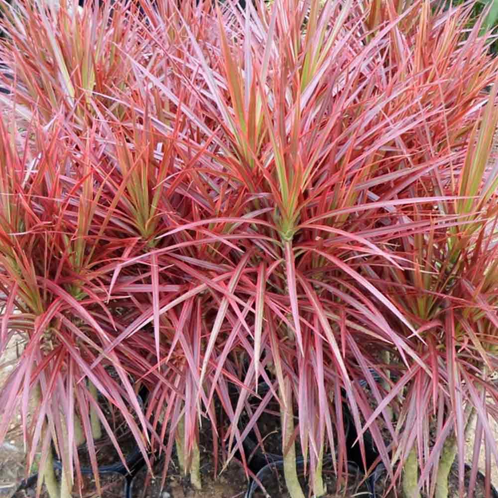 Dracaena Tricolor t: 80 cm