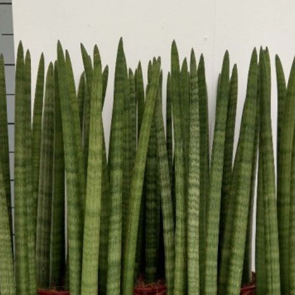 Sansevieria cylindrica / tombak t: 40m