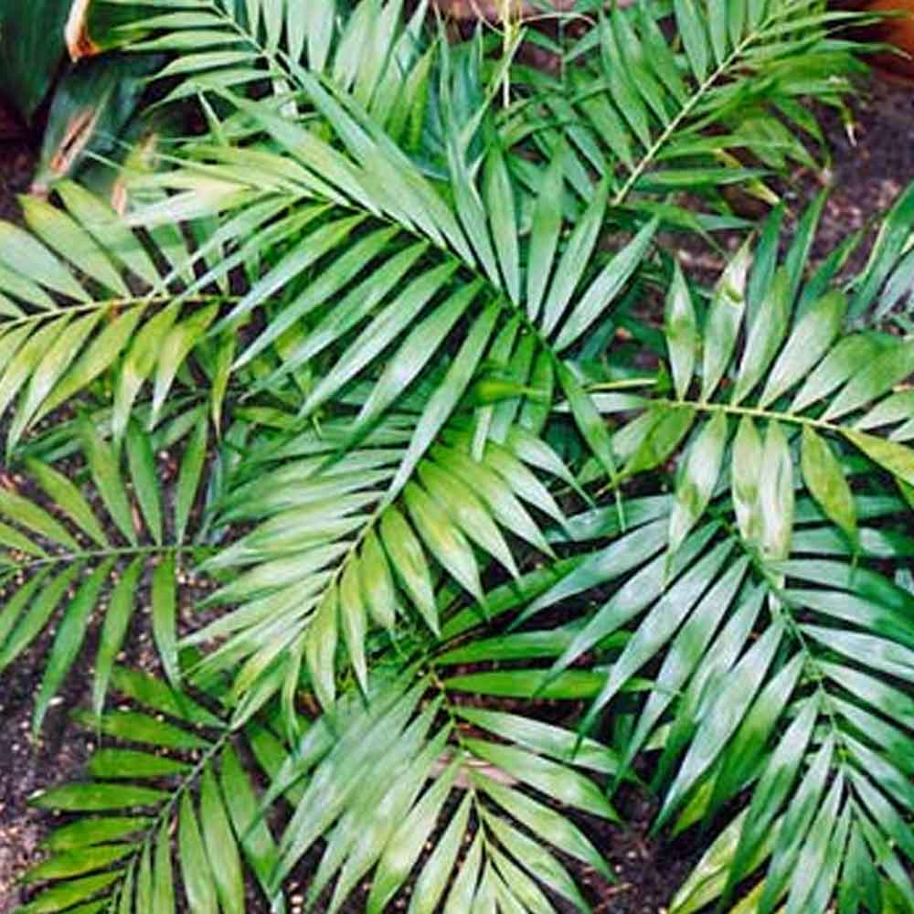 Palem Komodoria t: 80cm