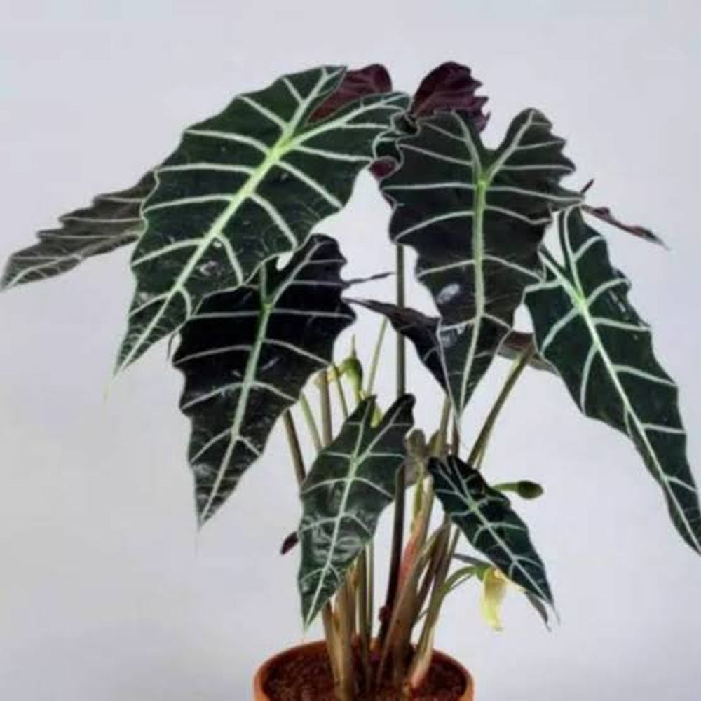 Keladi amazon (tengkorak) t: 50 cm