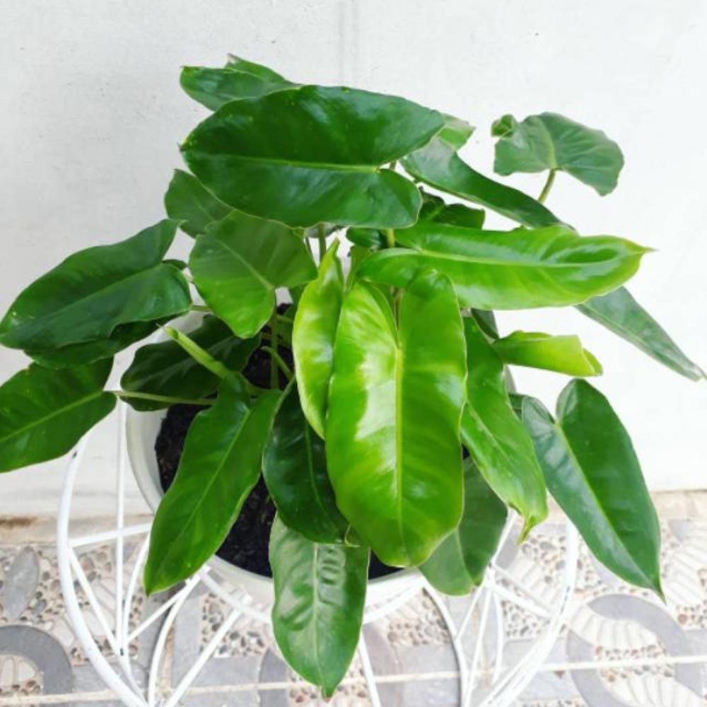 Philo brekele t: 20 cm