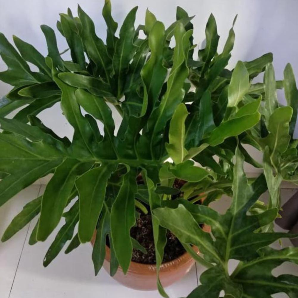 Philo giant selloum t: 55 cm