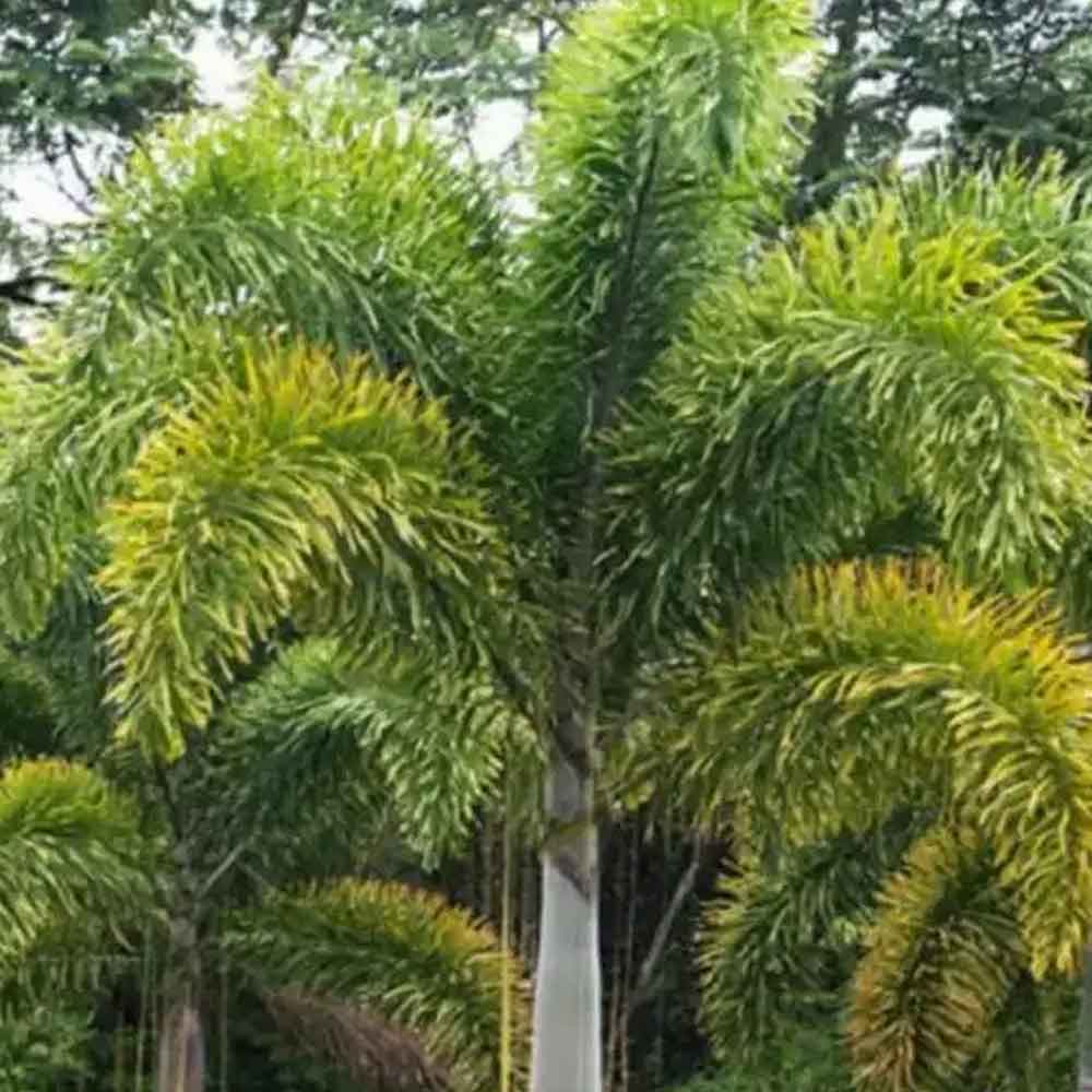 Palem Ekor Tupai t:1.75-2m