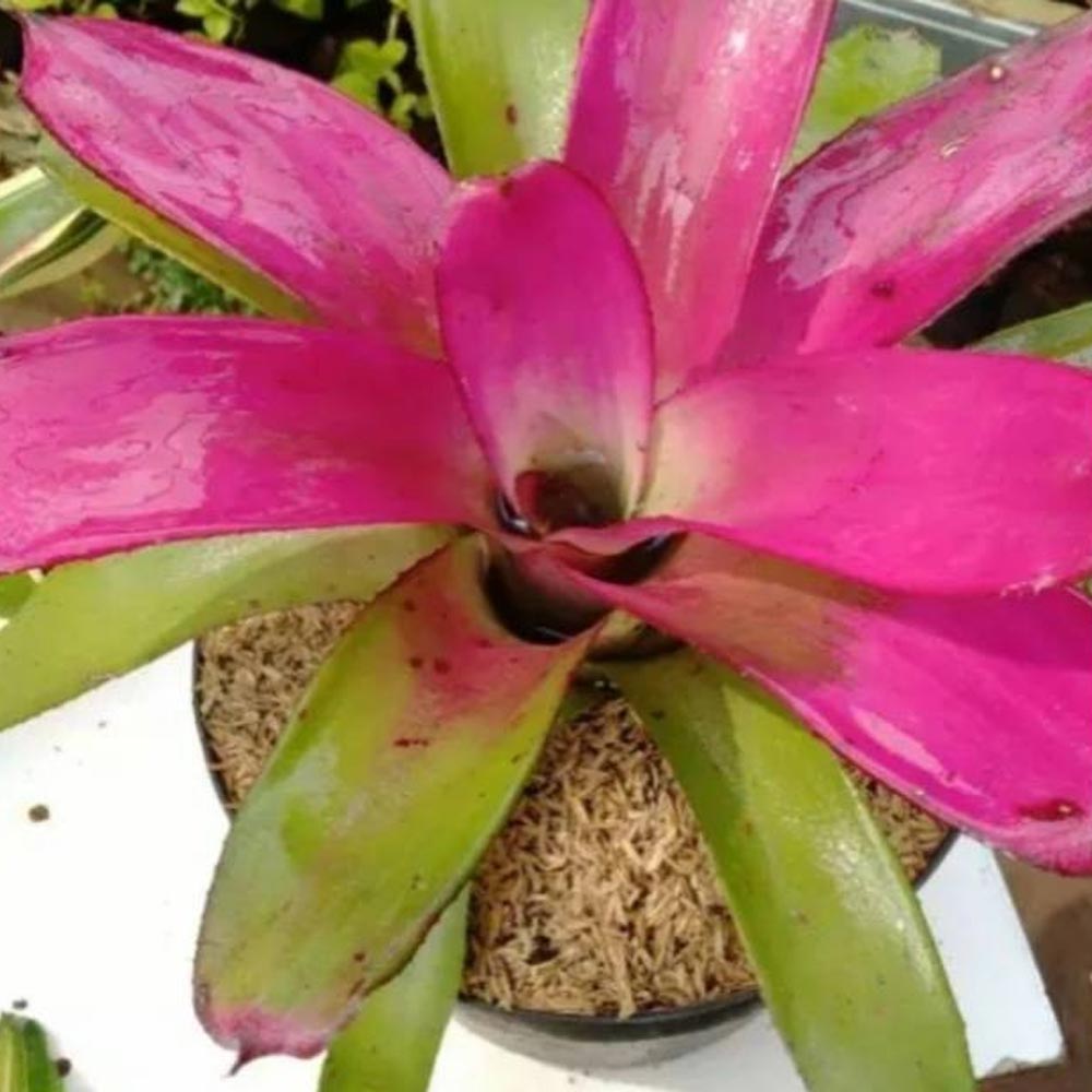 Bromelia cherry lady d: 25 cm