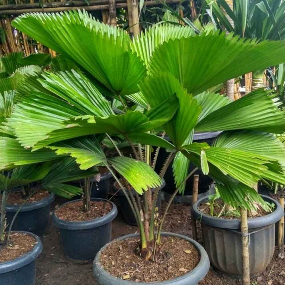 Palem kol / palem kipas t: 80cm