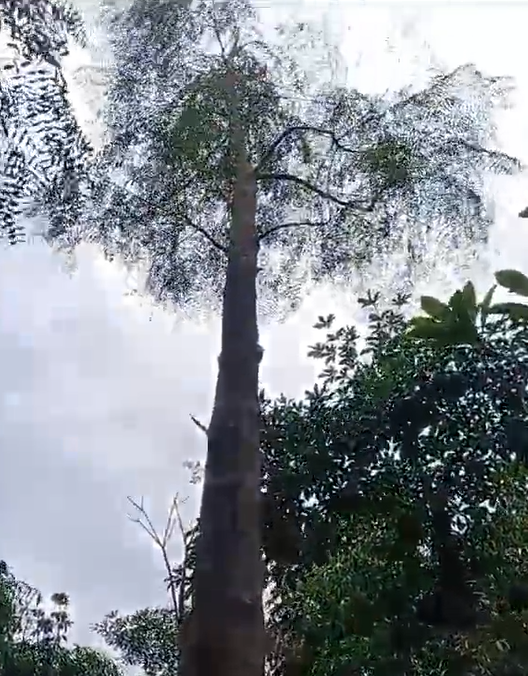 Moringa Kelor Afrika t=3m