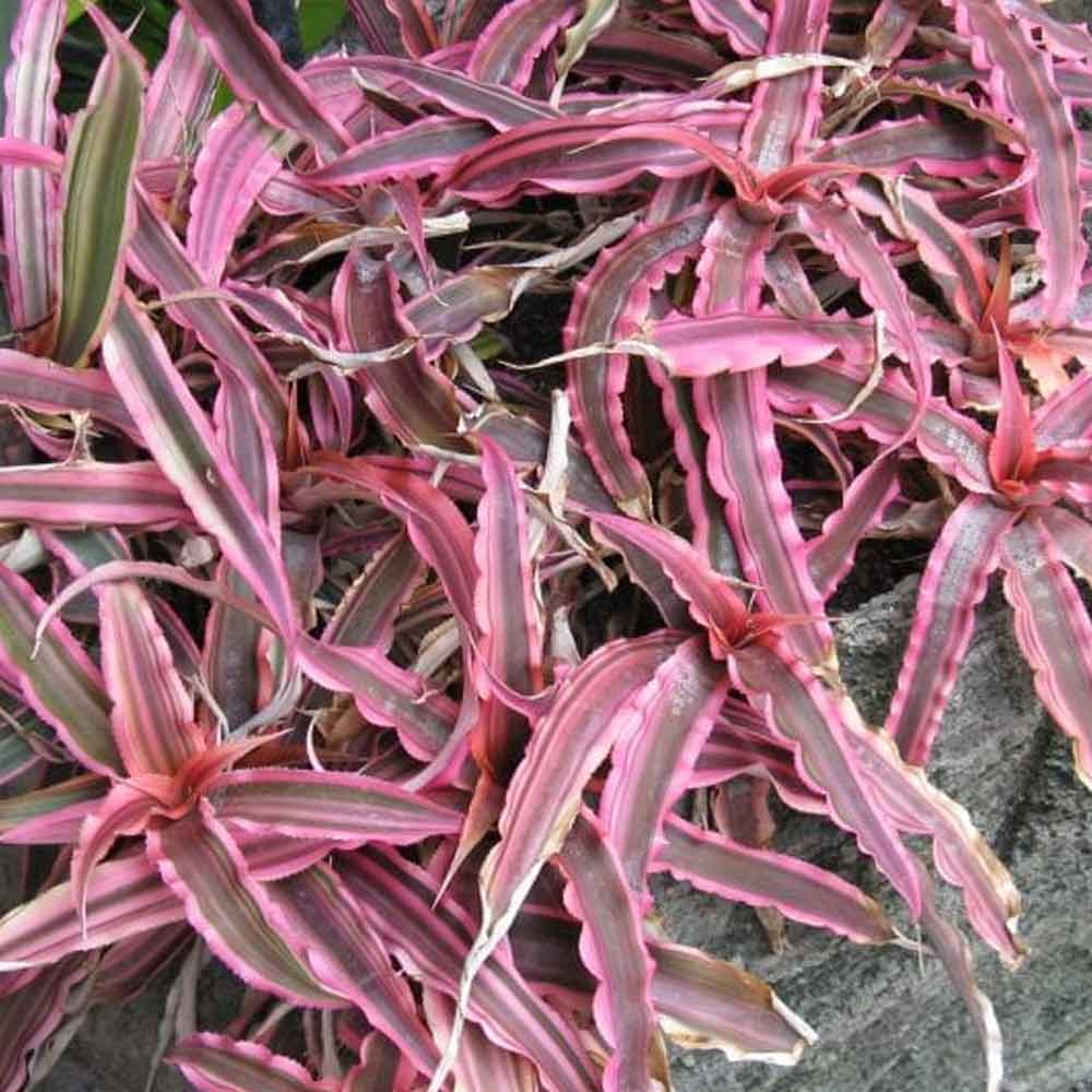 Bromelia chriptantus d: 25 cm