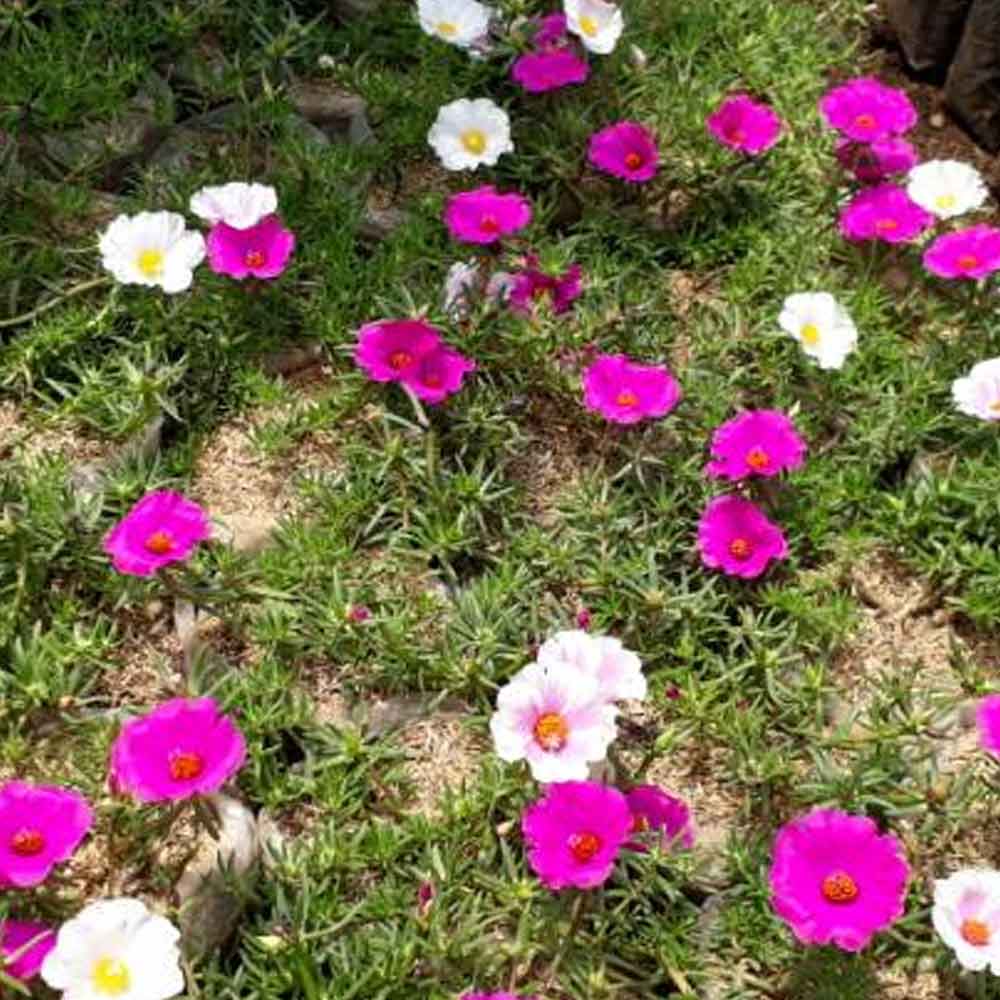 Portulaca / sutra bombay l: 10 cm