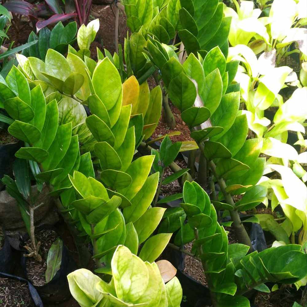 Zamia dollar t: 40cm