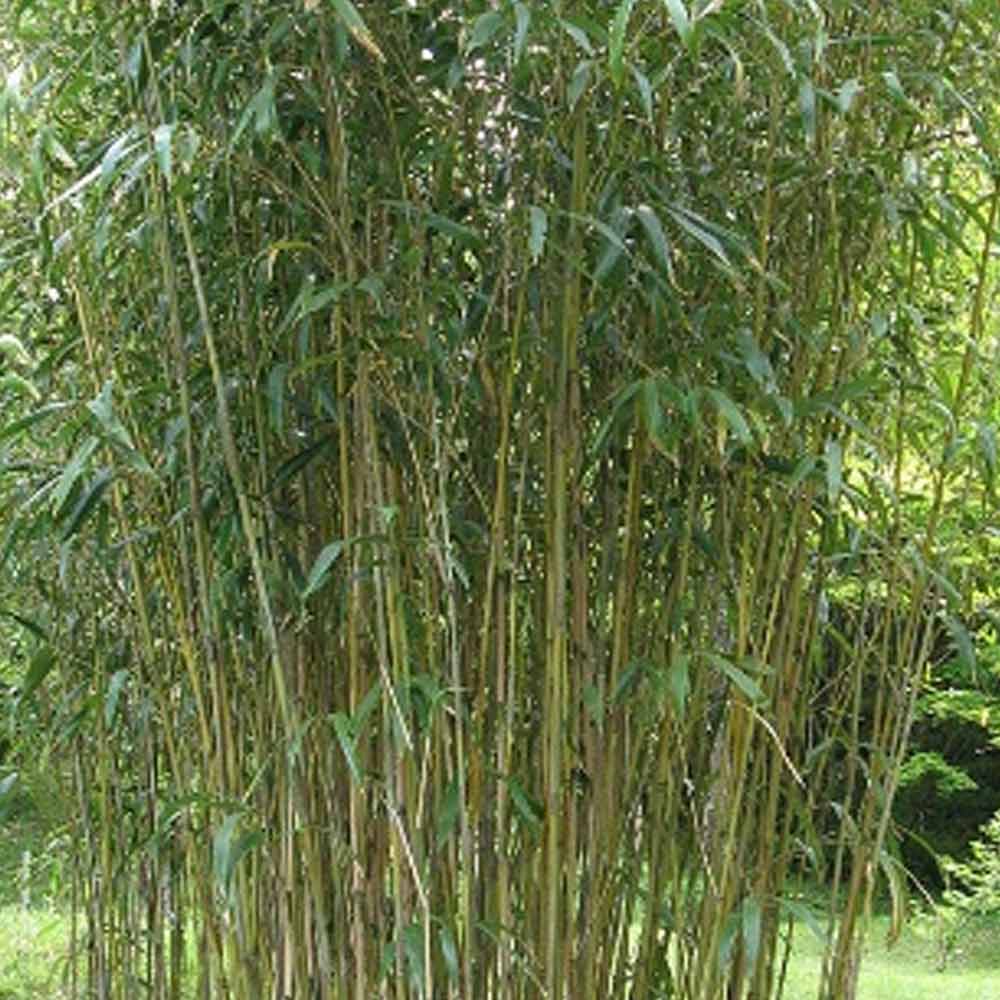 Bambu jepang t: 3-2,5m