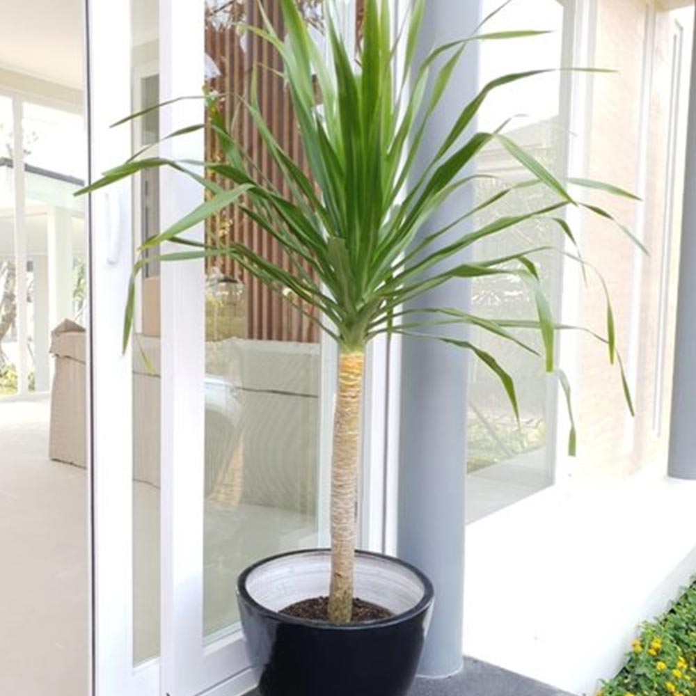 Pandan bali (tunggal) t: 1,5m
