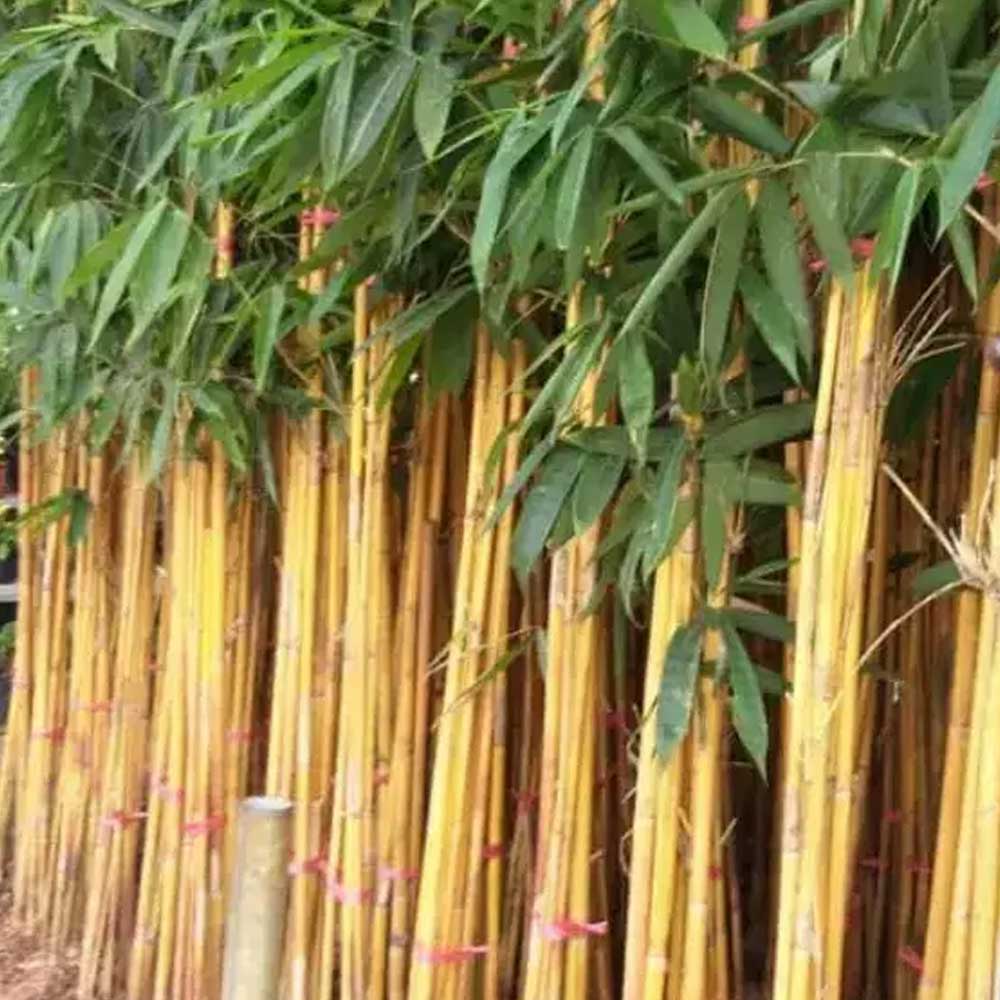 Bambu kuning t: 2-2,5m