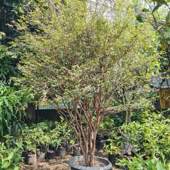 Pohon Anggur Brazil T : 2m
