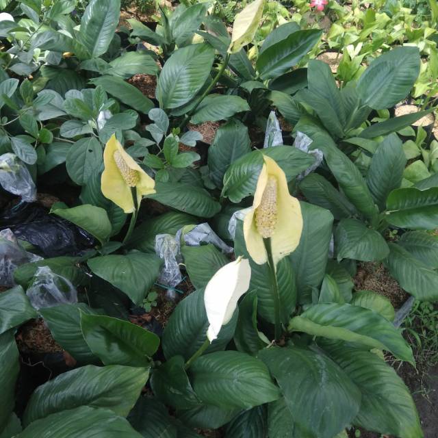 Spathyphyllum Bangkok t:20-30cm