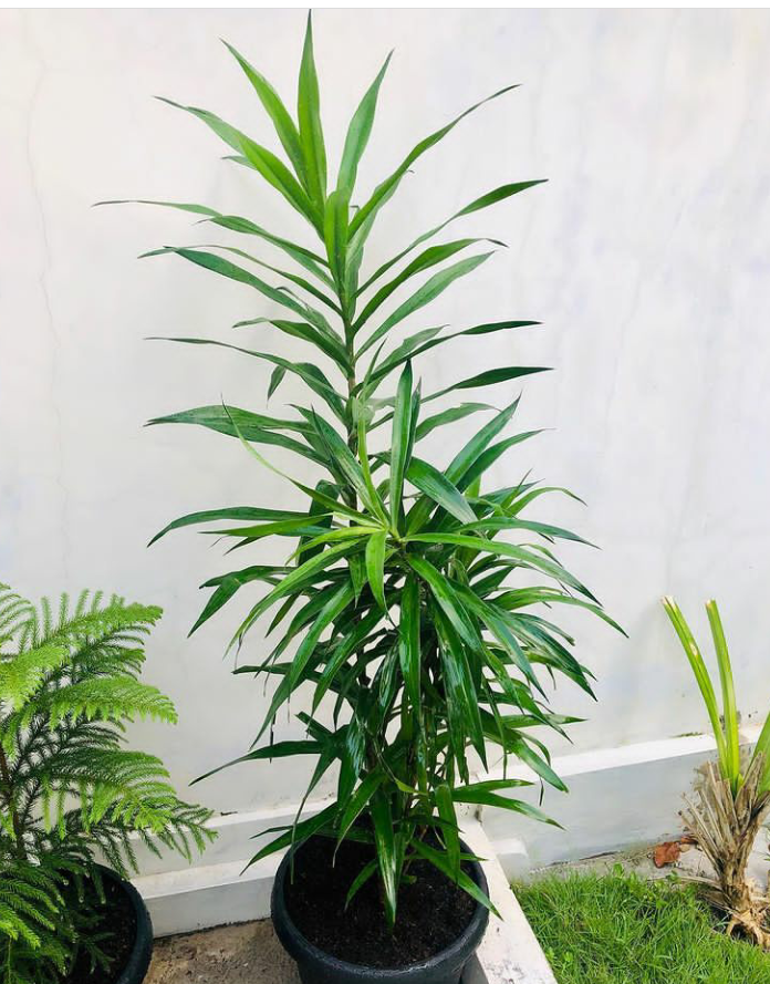 Daun Suji