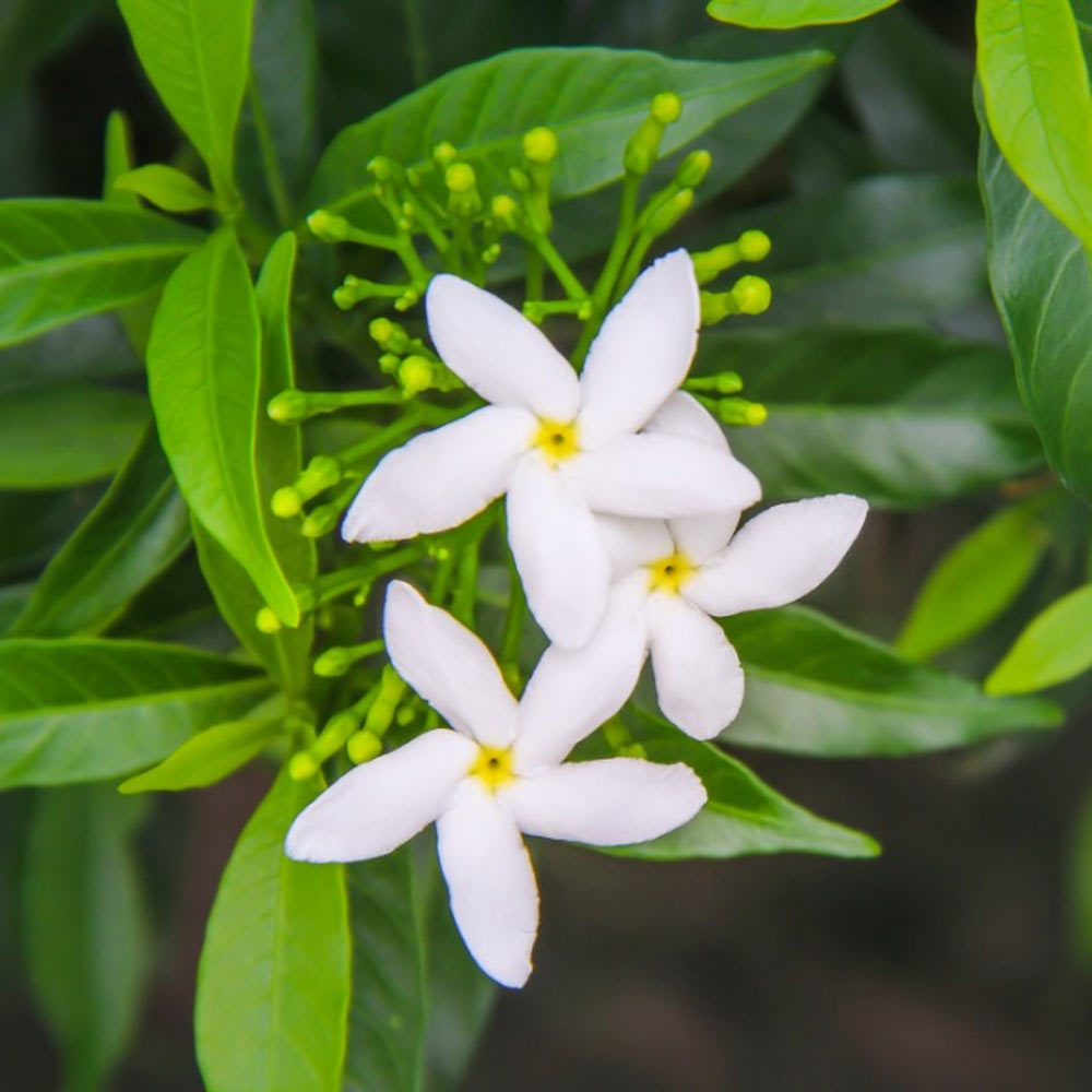 Jasmine/melati t: 30cm