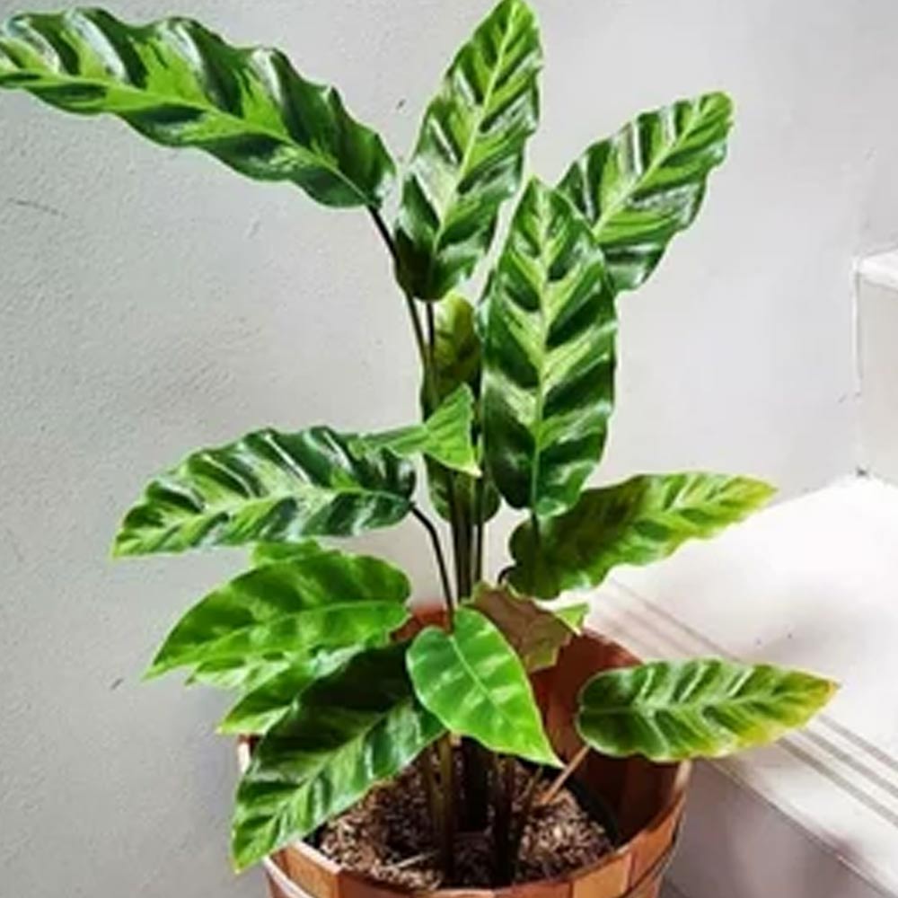 Calathea bulu ayam (kw) t: 25 cm