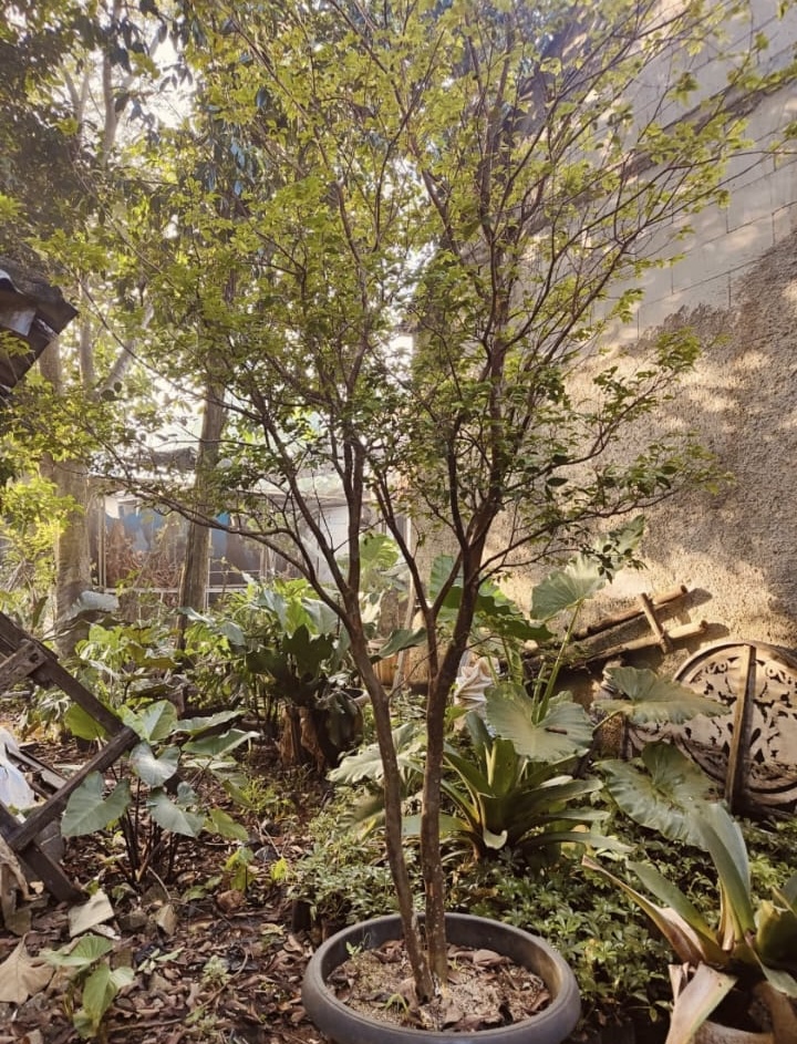 Anggur brazil / Jaboticaba