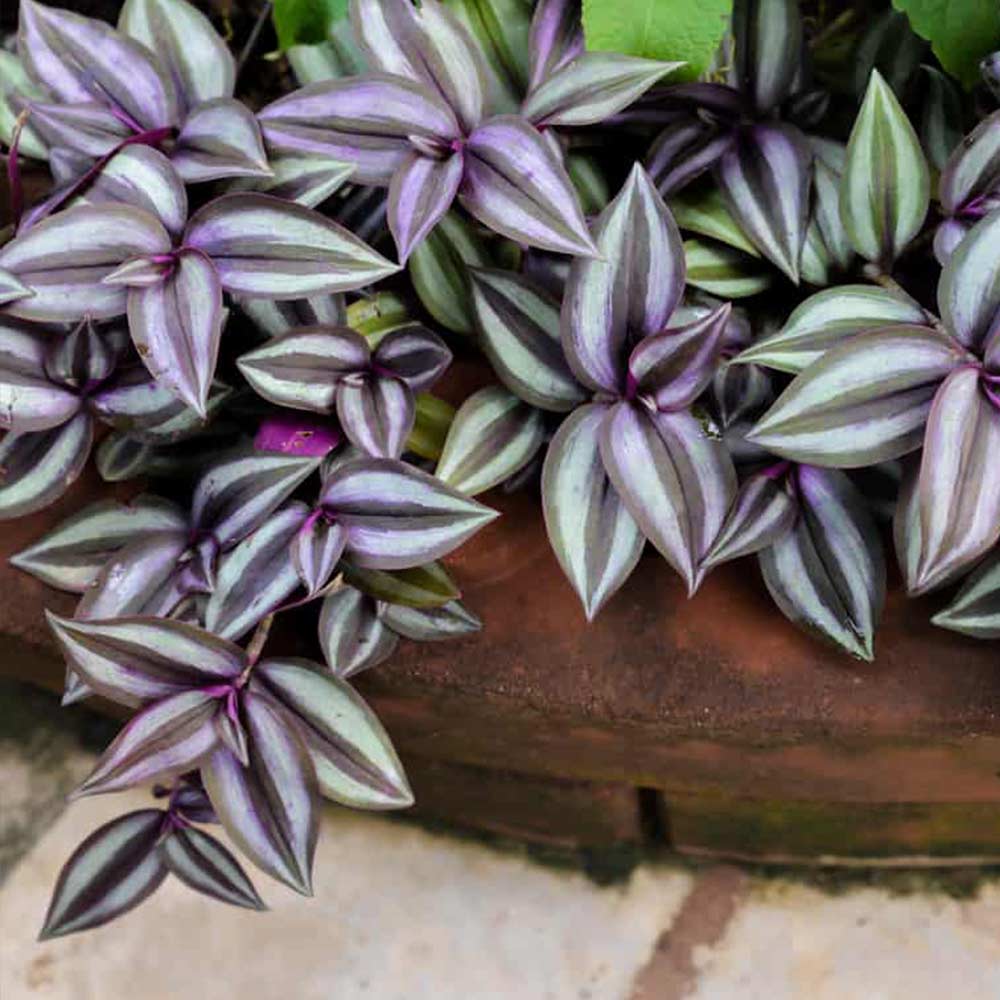 Zebrina Pot