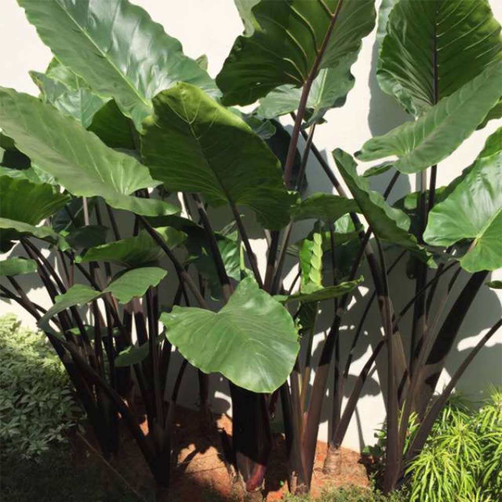 Sente hitam t: 1,75m