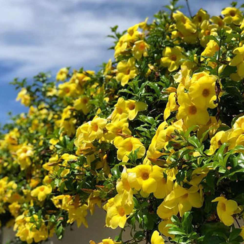 Alamanda t: 50cm