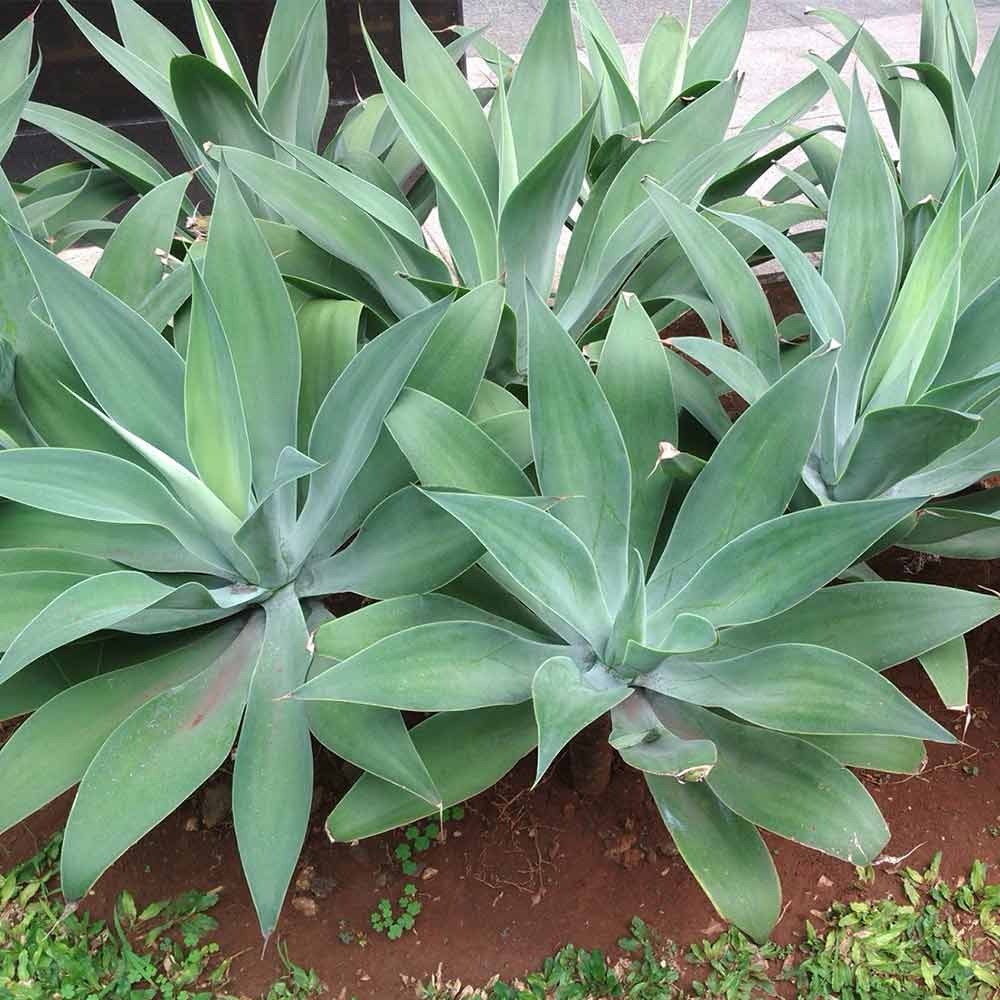 Siklok besar d: 50 cm
