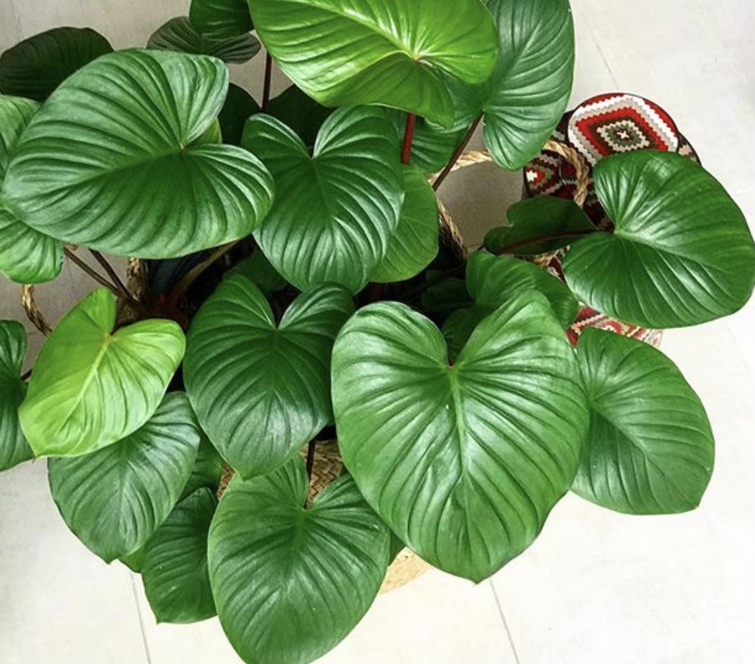 Homalomena t : 20-30cm