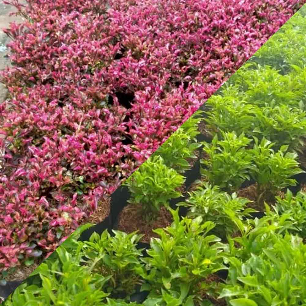 Krokot merah/krokot hijau l: 5