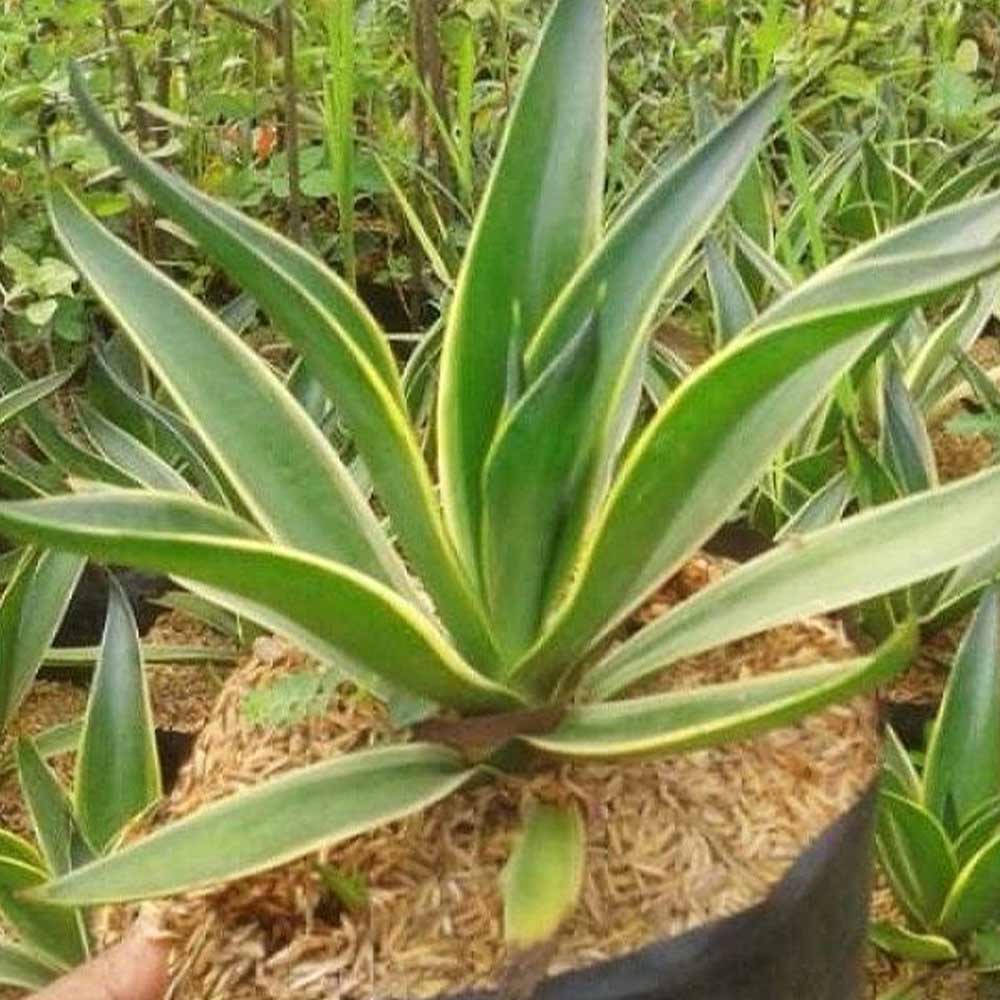 Agave hijau p: 40 cm