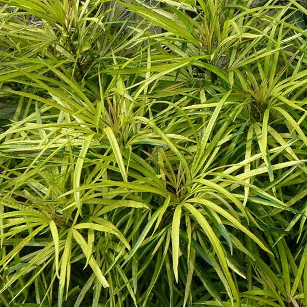 Ararea t: 25 cm
