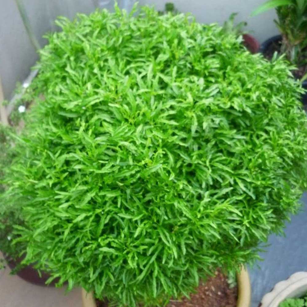 Brokoli hijau t: 20 cm