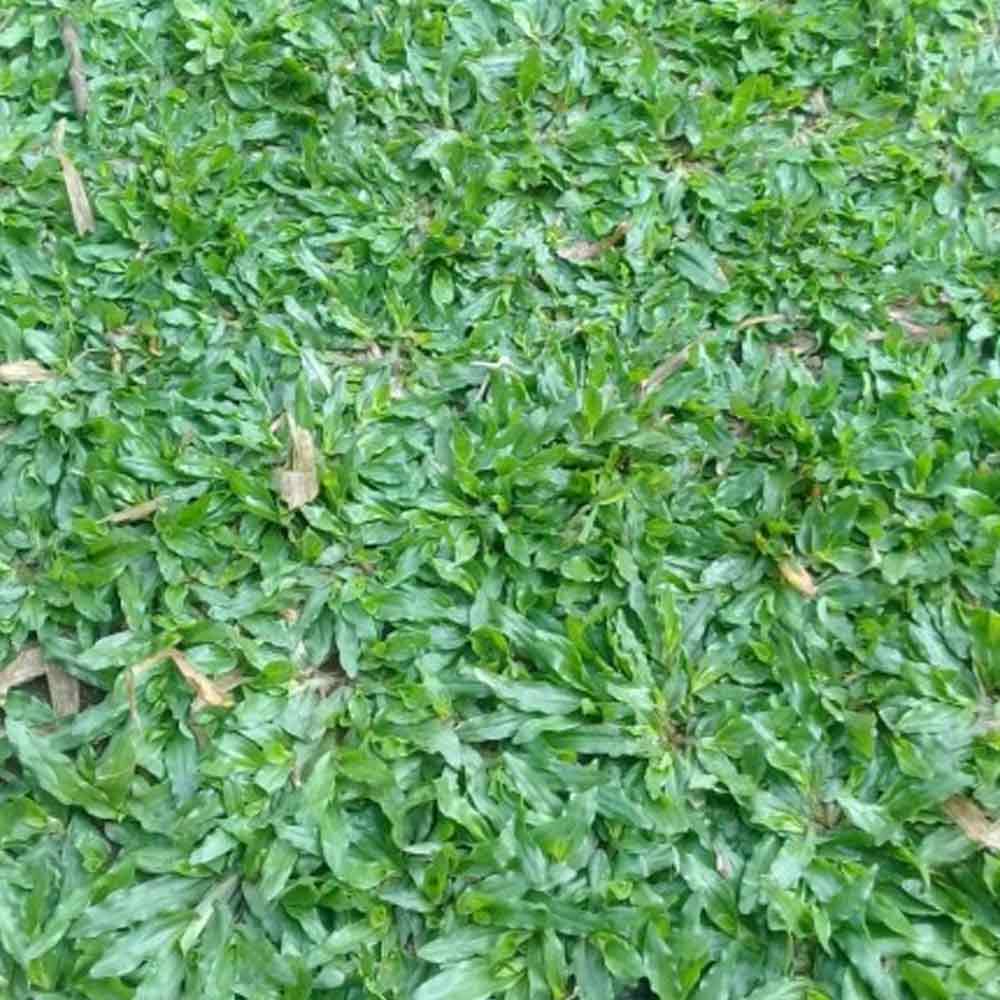 Rumput Gajah Mini