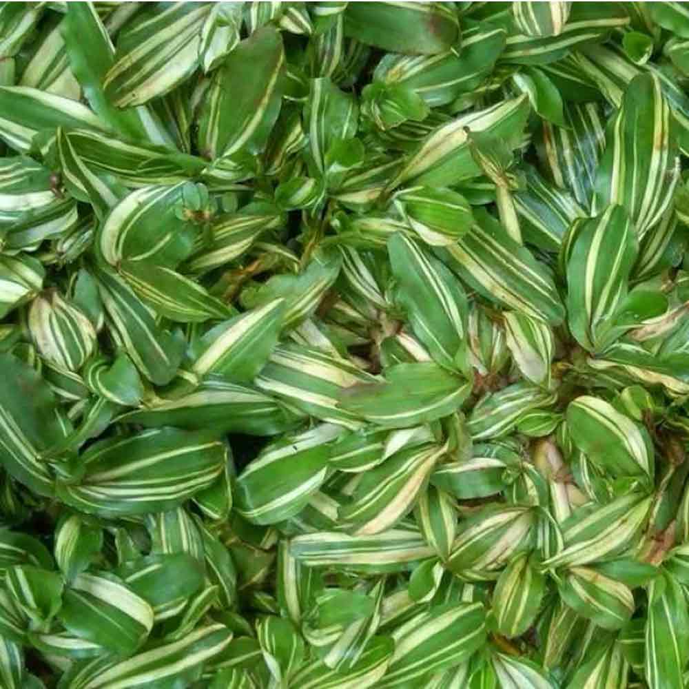 Rumput gajah mini variegata