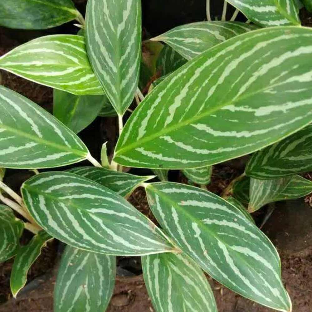 Aglaonema zebra t: 30cm