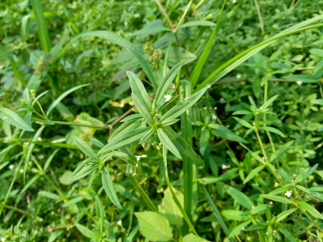 rumput mutiara