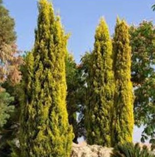 Cemara golden