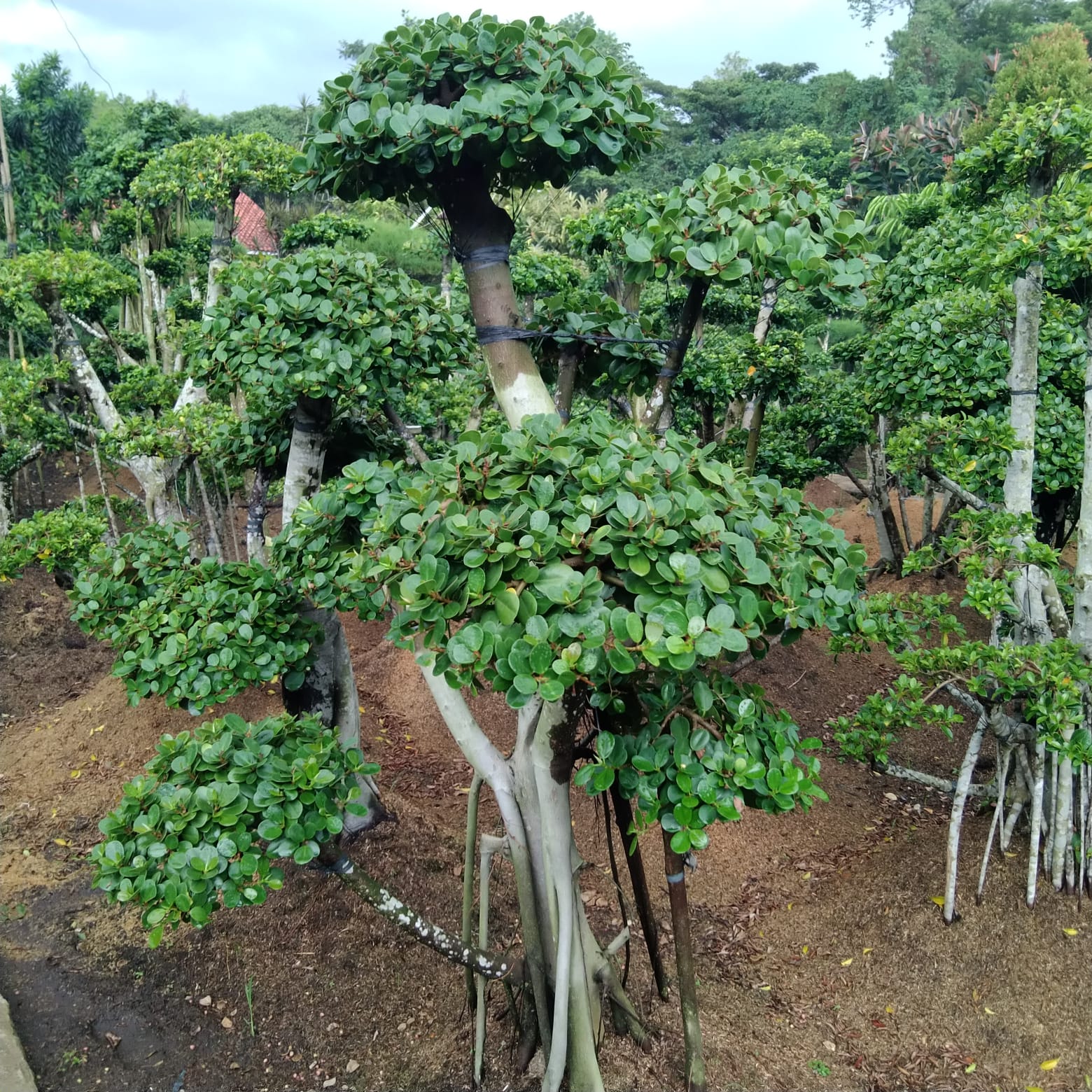 Beringin korea (cabang >5) t: 1,8-2,5m