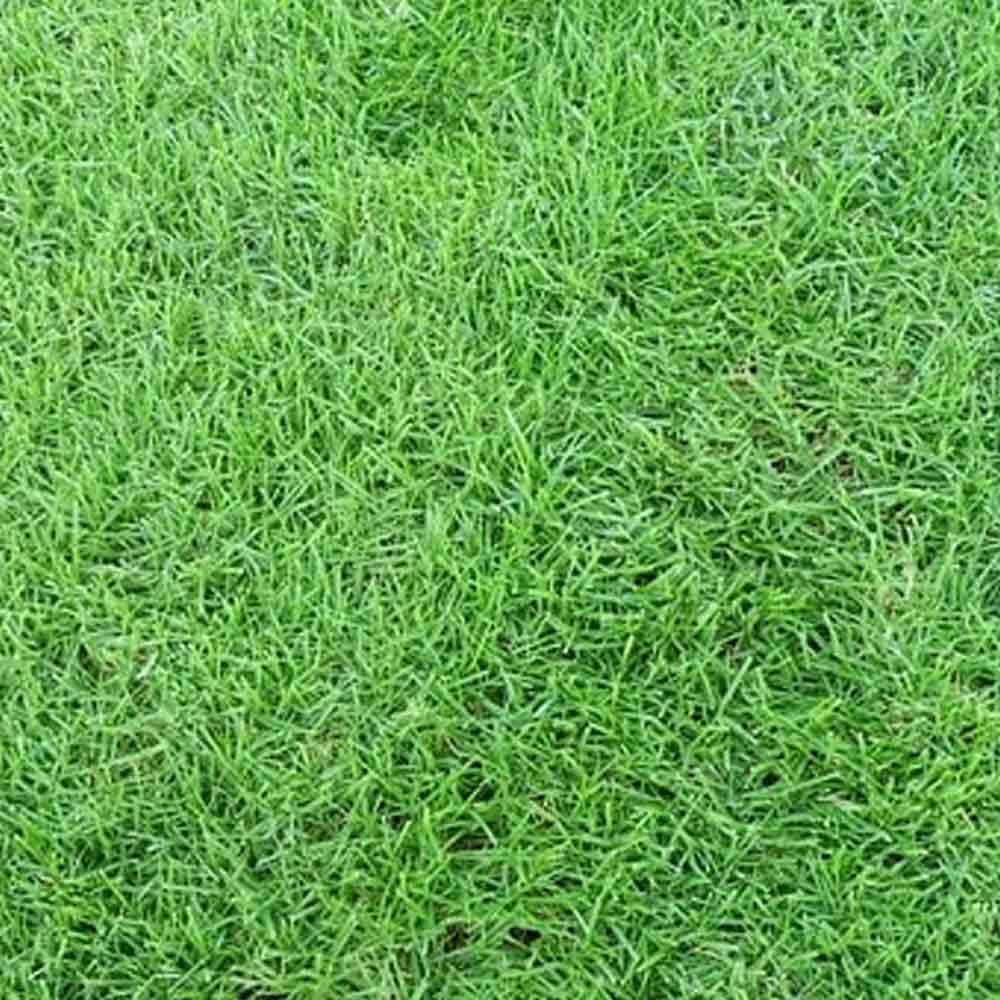Rumput Golf