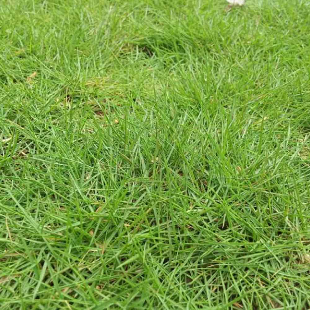 Rumput Swiss