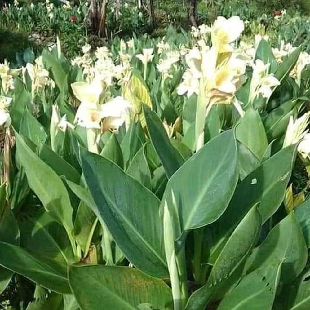 Cana Hijau t: 40 cm
