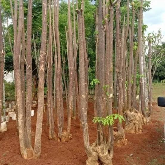 Pohon Pulai (Grouping 3)