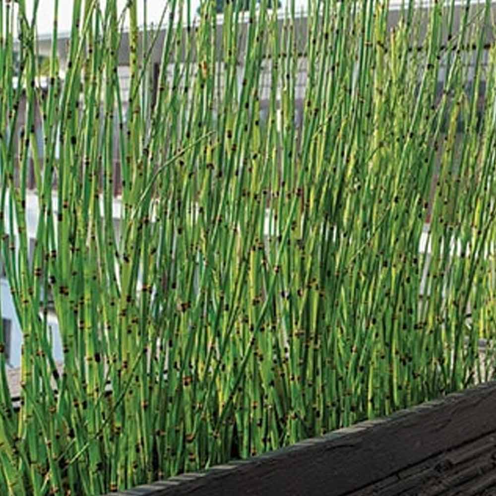 Bambu air t: 50cm