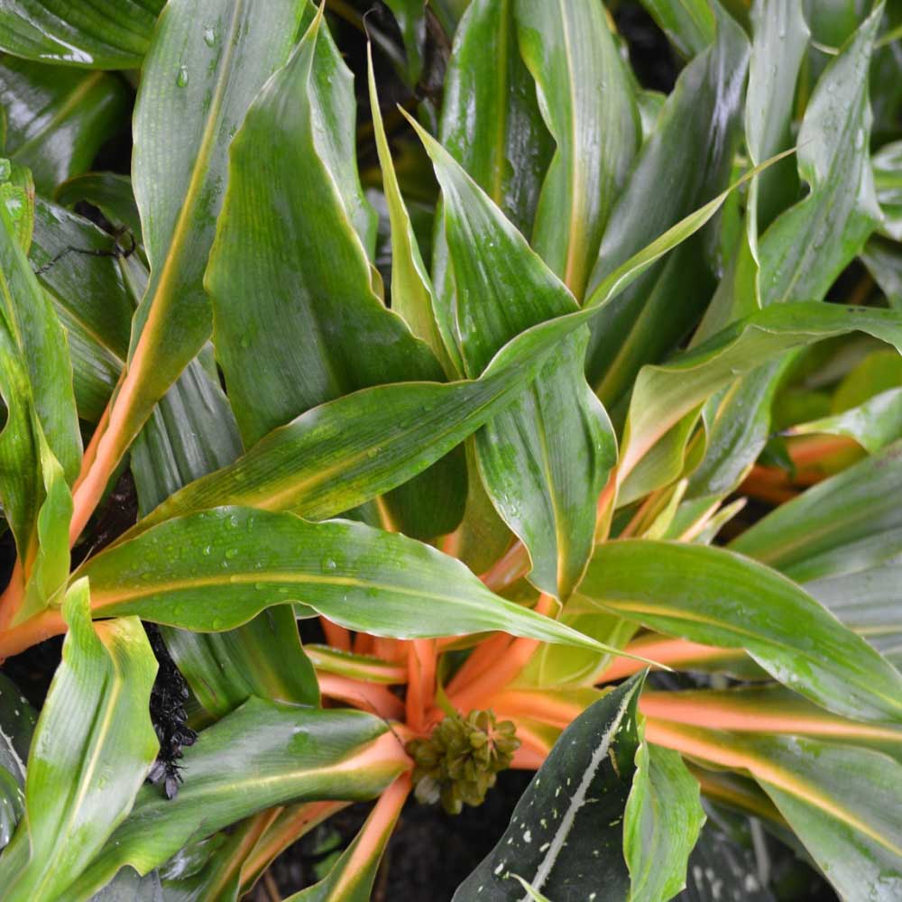 Palisota t: 40 cm