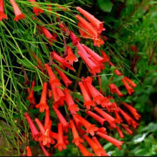 Air mancur merah t: 30 cm