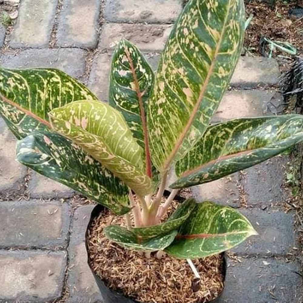 Aglaonema donacarmen t: 30 cm