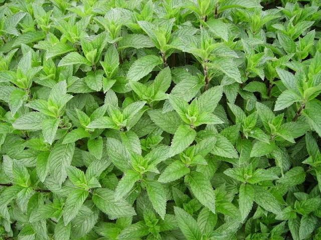 Mint p: 10 cm