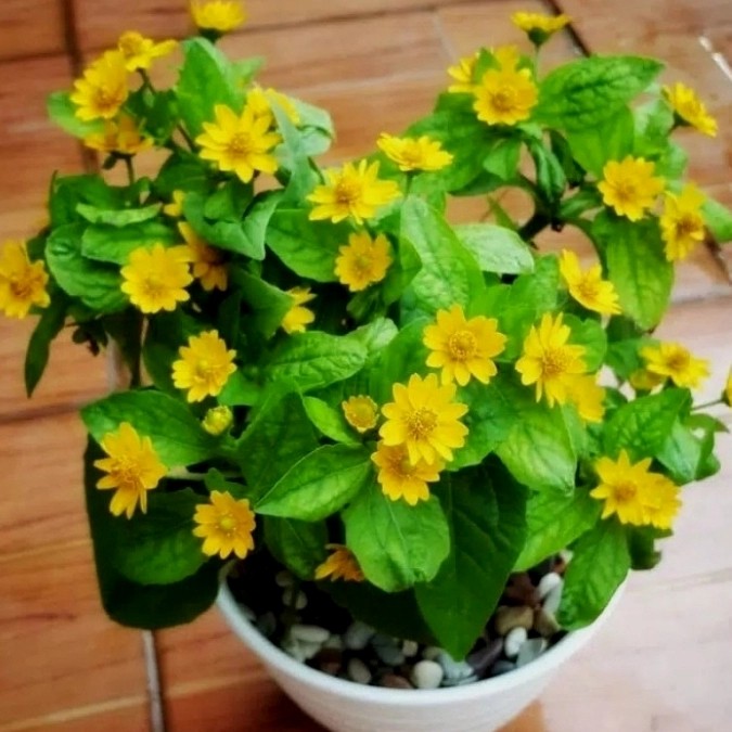 Bunga Matahari Daisy