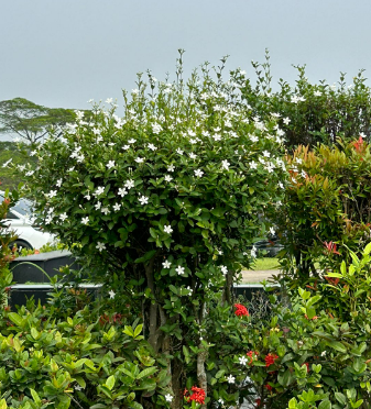 Bonsai Melati